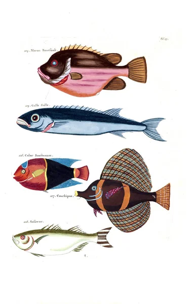 魚のイラスト Poisson Ecrevises Crabes Diverse Couleurs Figureorals — ストック写真