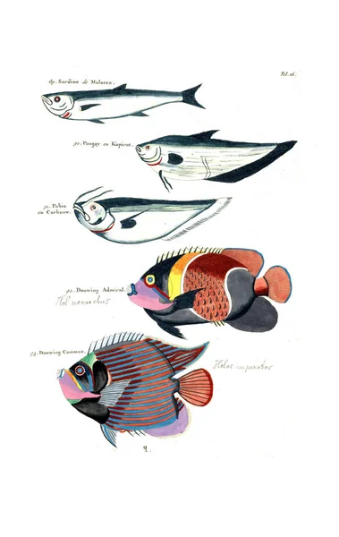 魚のイラスト Poisson Ecrevises Crabes Diverse Couleurs Figureorals — ストック写真