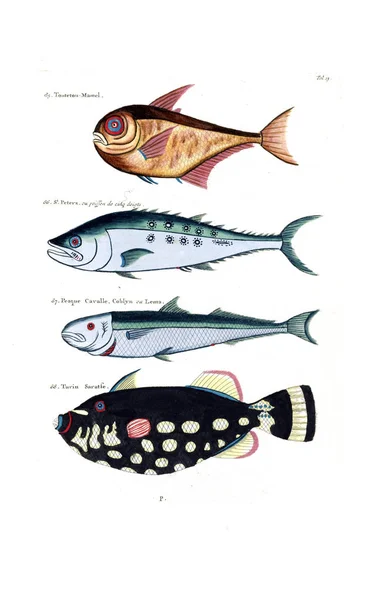 Illustratie Van Een Vis Poissons Ecrevisses Crabes Diverses Couleurs Figures — Stockfoto