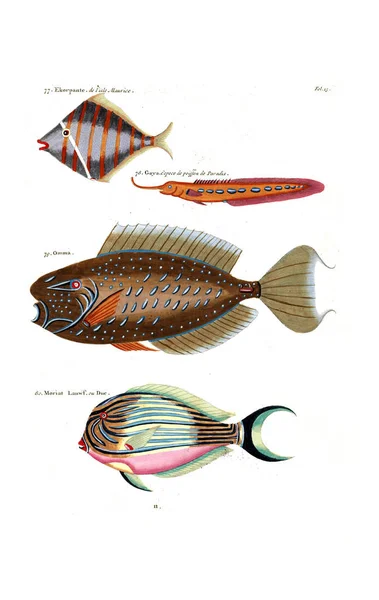 ภาพประกอบของปลา สสาวะ าและต วเลข Extraordinaires — ภาพถ่ายสต็อก