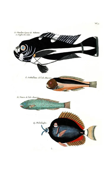 ภาพประกอบของปลา สสาวะ าและต วเลข Extraordinaires — ภาพถ่ายสต็อก