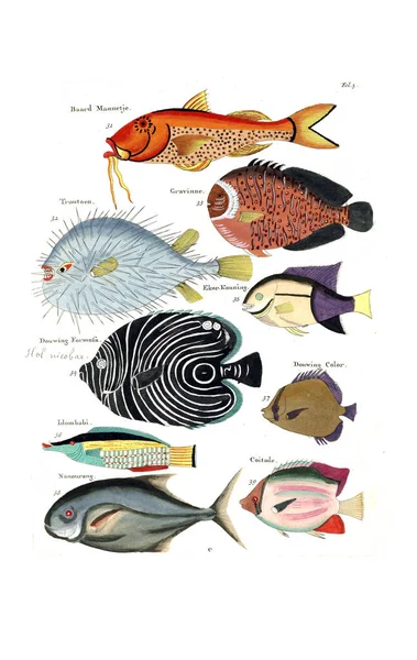 Ilustração Peixe Poissons Ecrevisses Crabes Diverses Couleurs Figures Extraordinaires — Fotografia de Stock