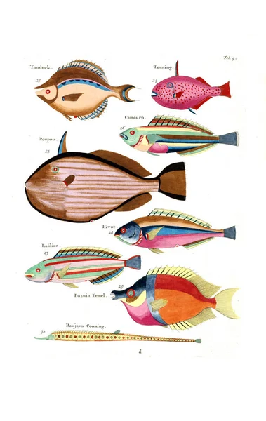 Illustratie Van Een Vis Poissons Ecrevisses Crabes Diverses Couleurs Figures — Stockfoto