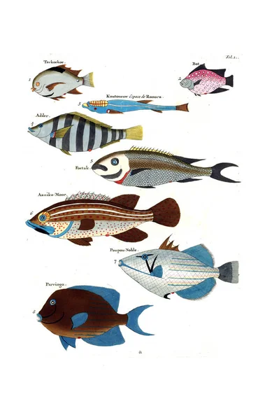 Illustratie Van Een Vis Poissons Ecrevisses Crabes Diverses Couleurs Figures — Stockfoto