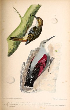 Kuş Illustration. İngiliz Adaları kuşların renkli resimler