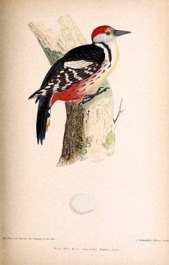 Kuş Illustration. İngiliz Adaları kuşların renkli resimler