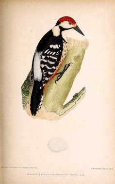 Kuş Illustration. İngiliz Adaları kuşların renkli resimler