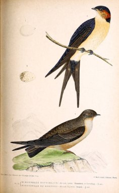 Kuş Illustration. İngiliz Adaları kuşların renkli resimler