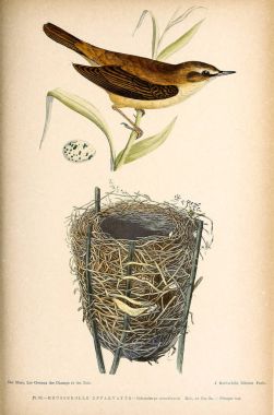 Kuş Illustration. İngiliz Adaları kuşların renkli resimler