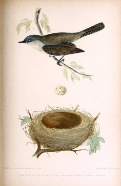 Kuş Illustration. İngiliz Adaları kuşların renkli resimler