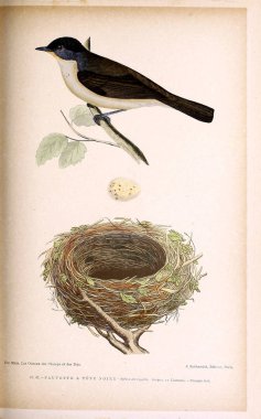 Kuş Illustration. İngiliz Adaları kuşların renkli resimler