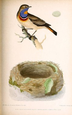 Kuş Illustration. İngiliz Adaları kuşların renkli resimler