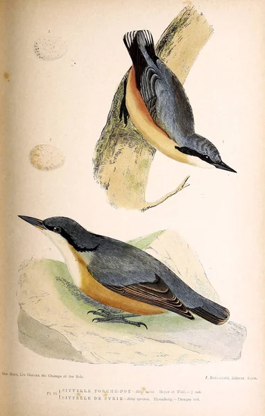 Ilustración Aves Figuras Coloreadas Las Aves Las Islas Británicas —  Fotos de Stock