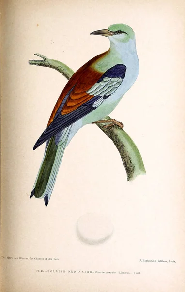 Ilustração Pássaro Figuras Coloridas Das Aves Das Ilhas Britânicas — Fotografia de Stock
