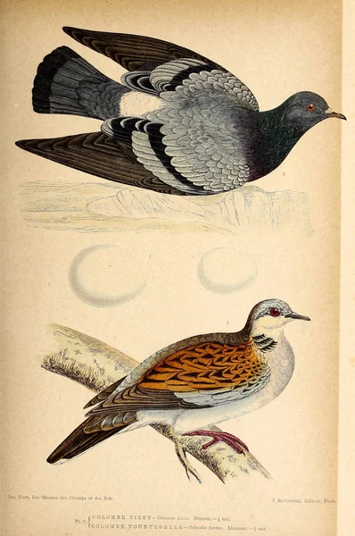 Ilustraţia Păsărilor Cifrele Colorate Ale Păsărilor Din Insulele Britanice — Fotografie, imagine de stoc