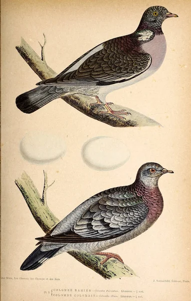 Illustratie Van Vogels Gekleurde Cijfers Van Vogels Van Britse Eilanden — Stockfoto