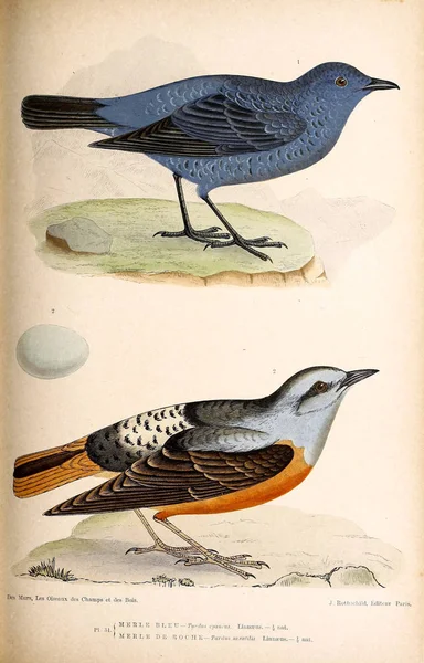 Ilustrace Ptačí Barevné Figurky Ptáků Britských Ostrovech — Stock fotografie