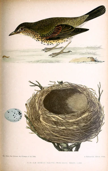 Illustration of bird. Coloured figures of the birds of the British Islands