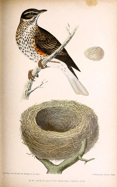 Illustration of bird. Coloured figures of the birds of the British Islands