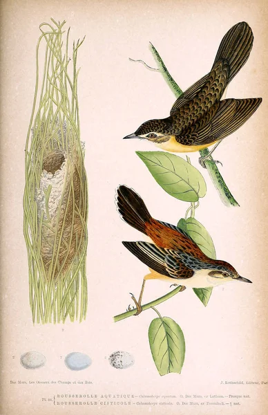 Illustratie Van Vogels Gekleurde Cijfers Van Vogels Van Britse Eilanden — Stockfoto