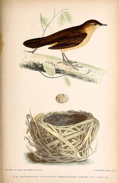 Ilustração Pássaro Figuras Coloridas Das Aves Das Ilhas Britânicas — Fotografia de Stock