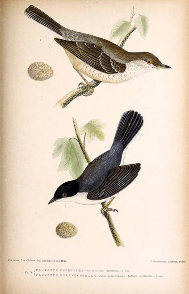 Ilustración Aves Figuras Coloreadas Las Aves Las Islas Británicas — Foto de Stock