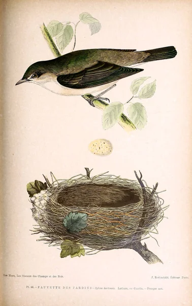 Kuş Illustration Ngiliz Adaları Kuşların Renkli Resimler — Stok fotoğraf