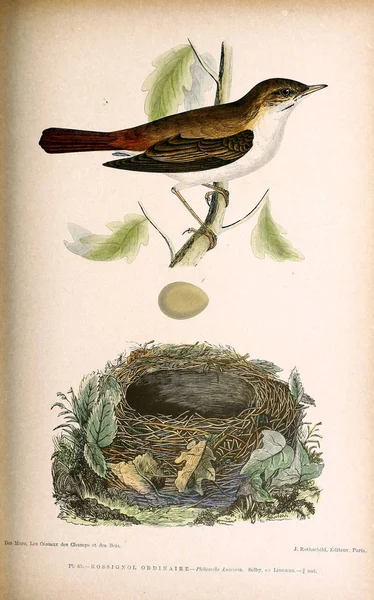 Illustration of bird. Coloured figures of the birds of the British Islands