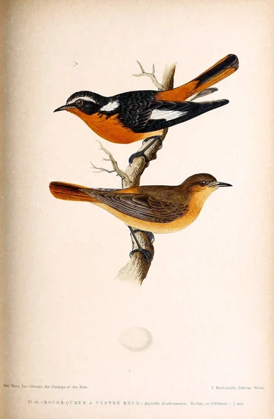 Illustration Bird Coloured Figures Birds British Islands — Stock Photo, Image