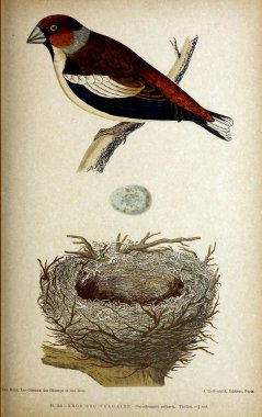 Kuş Illustration. İngiliz Adaları kuşların renkli resimler