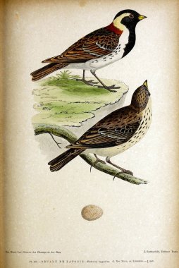 Kuş Illustration. İngiliz Adaları kuşların renkli resimler