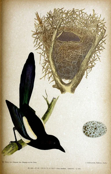 Illustration of bird. Coloured figures of the birds of the British Islands