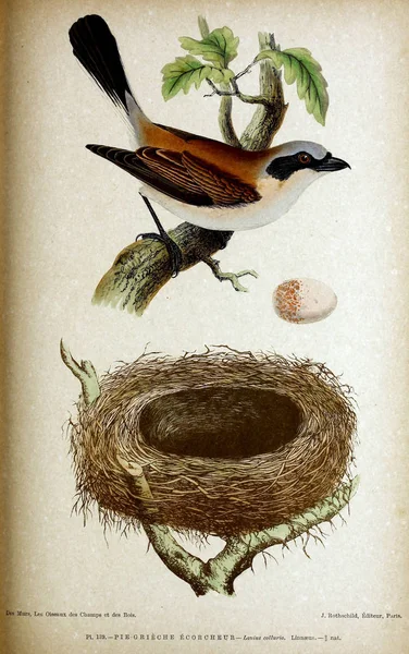 Illustration of bird. Coloured figures of the birds of the British Islands