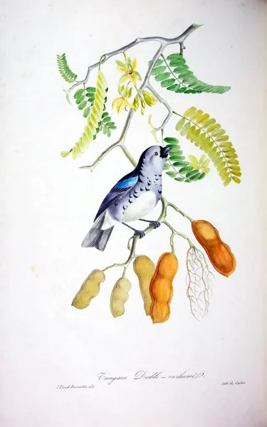 Ilustracja Ptaka Kolorowe Figury Ptaki Wysp Brytyjskich — Zdjęcie stockowe