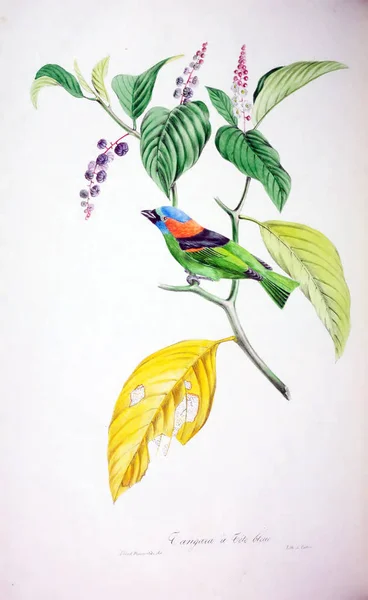 Ilustracja Ptaka Kolorowe Figury Ptaki Wysp Brytyjskich — Zdjęcie stockowe