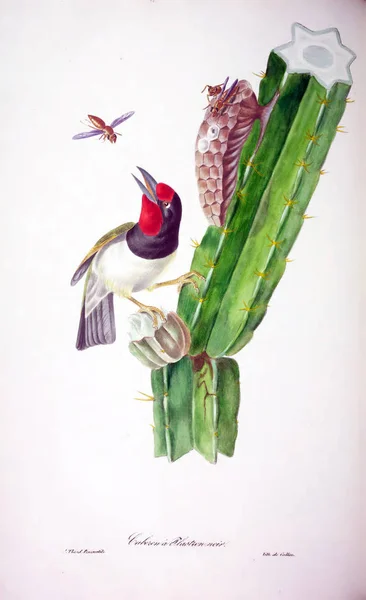 Illustratie Van Vogels Gekleurde Cijfers Van Vogels Van Britse Eilanden — Stockfoto