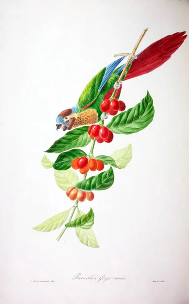 Illustration of bird. Coloured figures of the birds of the British Islands