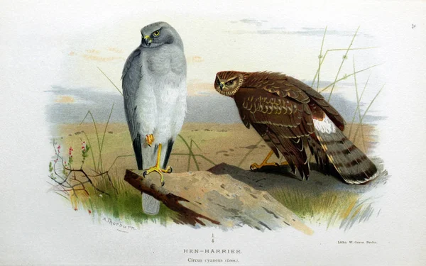 Illustrazione Uccello Figure Colorate Degli Uccelli Delle Isole Britanniche — Foto Stock