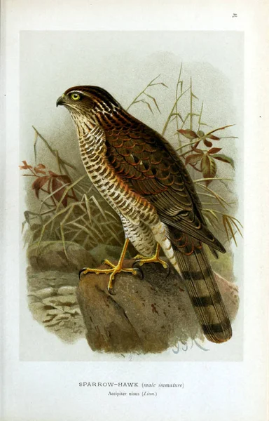 Illustration of bird. Coloured figures of the birds of the British Islands