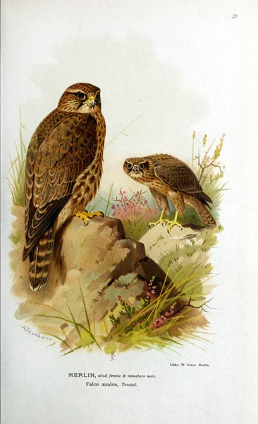 Illustration of bird. Coloured figures of the birds of the British Islands