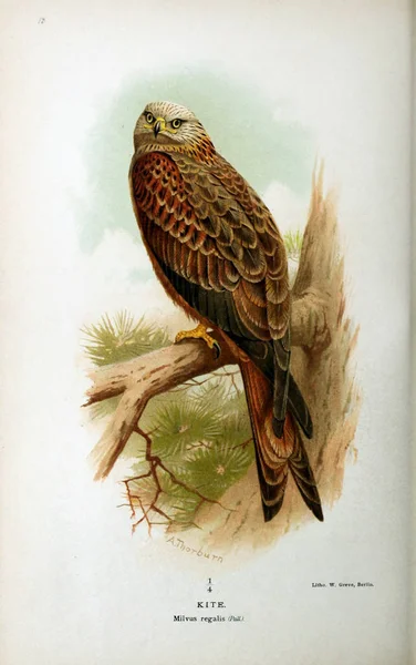 Illustration Fugl Farvede Figurer Fuglene Britiske Øer - Stock-foto