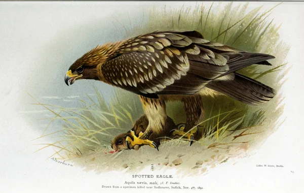 Illustration Fugl Farvede Figurer Fuglene Britiske Øer - Stock-foto