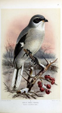 Kuş Illustration. İngiliz Adaları kuşların renkli resimler