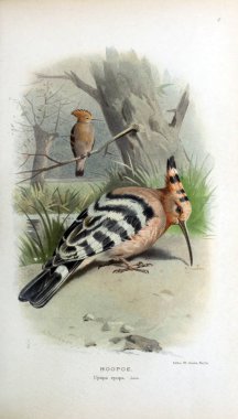 Kuş Illustration. İngiliz Adaları kuşların renkli resimler