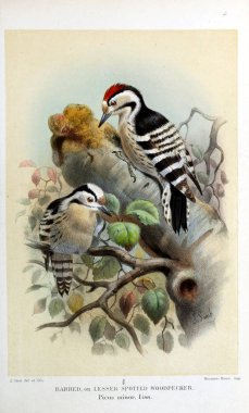 Kuş Illustration. İngiliz Adaları kuşların renkli resimler