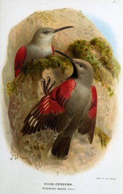 Kuş Illustration. İngiliz Adaları kuşların renkli resimler