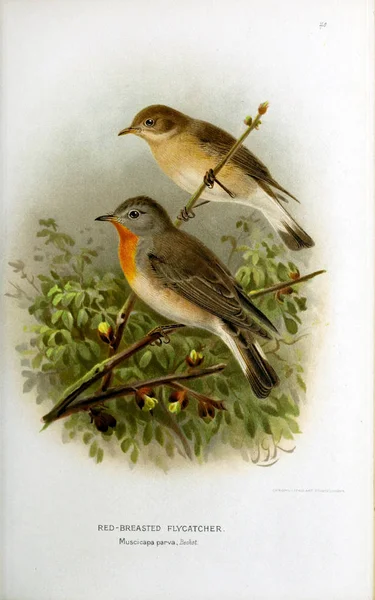 Illustratie Van Vogels Gekleurde Cijfers Van Vogels Van Britse Eilanden — Stockfoto