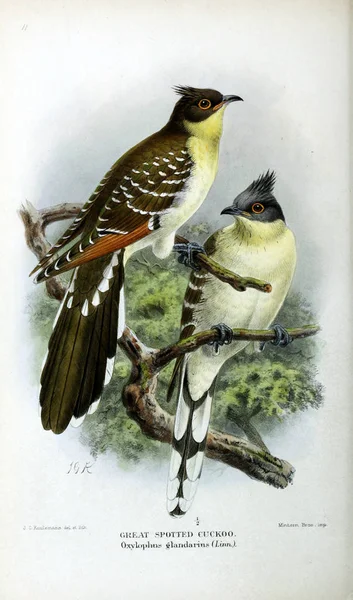 Ilustración Aves Figuras Coloreadas Las Aves Las Islas Británicas —  Fotos de Stock