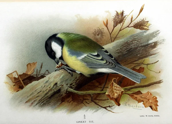 鳥のイラスト イギリス諸島の鳥の色の数字 — ストック写真