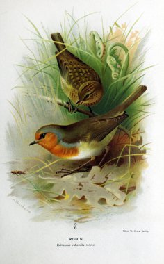 Kuş Illustration. İngiliz Adaları kuşların renkli resimler